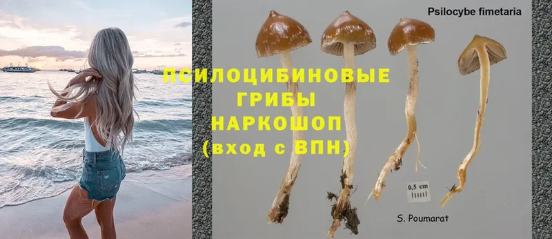 blacksprut онион  Артёмовск  Псилоцибиновые грибы MAGIC MUSHROOMS 